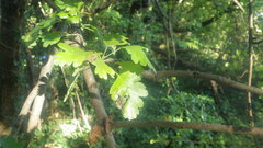 Crataegus × media