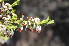 Erica imbricata