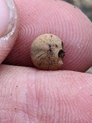 Callirhytis quercusagrifoliae