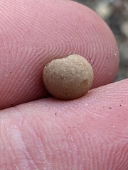 Callirhytis quercusagrifoliae