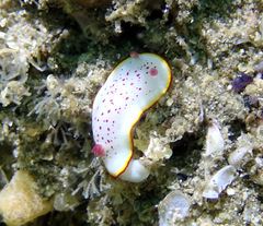 Goniobranchus daphne