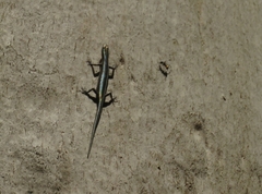 Cryptoblepharus