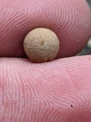 Callirhytis quercusagrifoliae