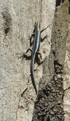 Cryptoblepharus