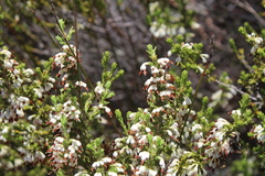 Erica imbricata