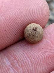 Callirhytis quercusagrifoliae