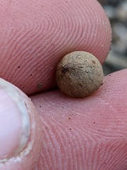 Callirhytis quercusagrifoliae