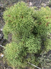 Isopogon ceratophyllus