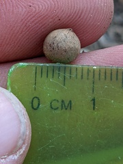 Callirhytis quercusagrifoliae