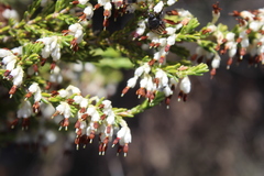Erica imbricata