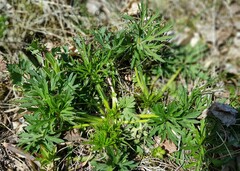 Ranunculus polyanthemos