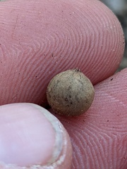 Callirhytis quercusagrifoliae