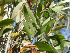 Melaleuca viridiflora