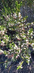 Erica imbricata