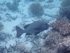 Plectorhinchus chaetodonoides