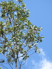 Melaleuca viridiflora