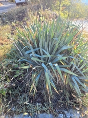 Yucca
