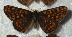 Euphydryas