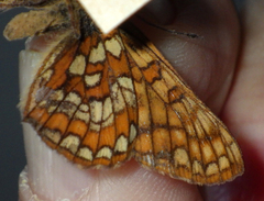 Euphydryas