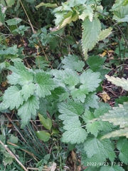 Leonurus quinquelobatus