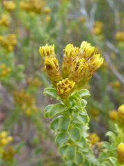 Oedera squarrosa