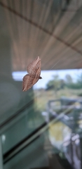 Costaconvexa polygrammata