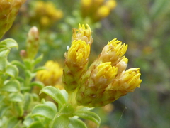Oedera squarrosa
