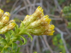 Oedera squarrosa
