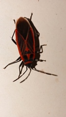Lygaeidae