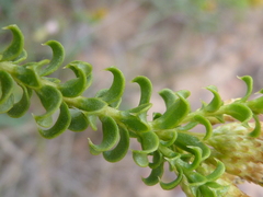 Oedera squarrosa