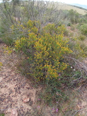 Oedera squarrosa