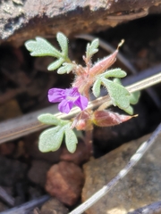 Schistophragma intermedium