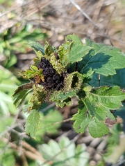 Dasineura crataegi