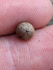 Callirhytis quercusagrifoliae