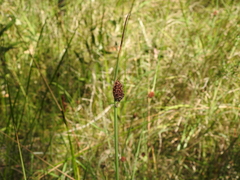Chorizandra cymbaria