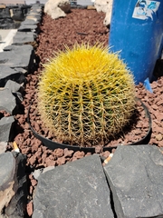 Kroenleinia grusonii