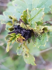 Dasineura crataegi