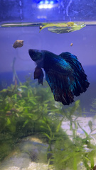 Betta splendens