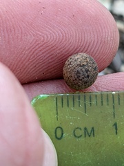 Callirhytis quercusagrifoliae