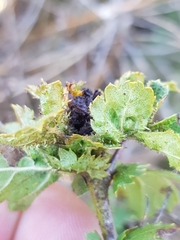 Dasineura crataegi