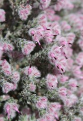 Erica pilosiflora