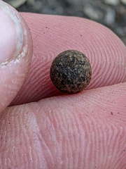 Callirhytis quercusagrifoliae