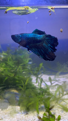 Betta splendens