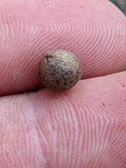 Callirhytis quercusagrifoliae