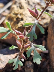 Schistophragma intermedium