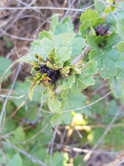 Dasineura crataegi