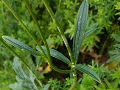 Ranunculus polyanthemos