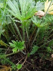 Ranunculus polyanthemos