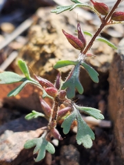 Schistophragma intermedium