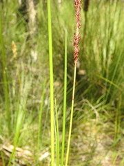 Machaerina teretifolia